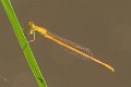 Ceriagrion glabrum male-2